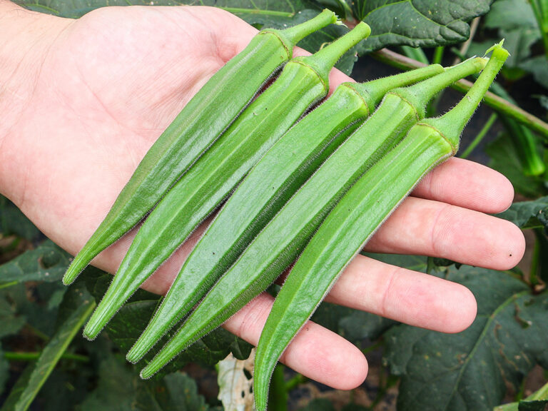 ពោតបារាំង