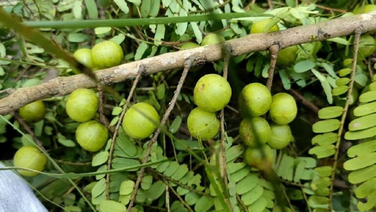 កន្ទួតព្រៃ