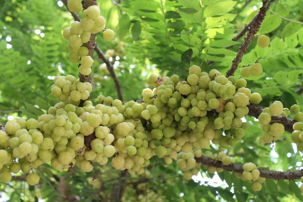 ដើមកន្ទួត