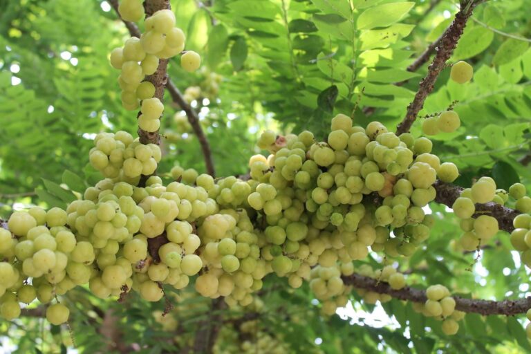 ដើមកន្ទួត