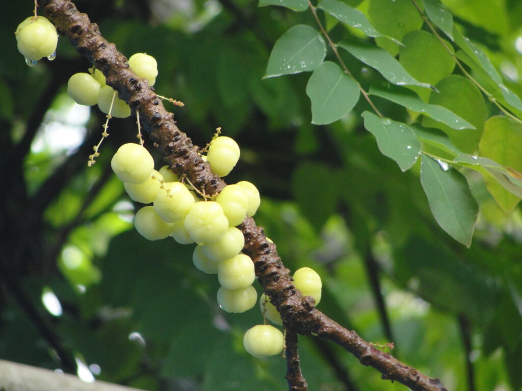 ដើមកន្ទួត
