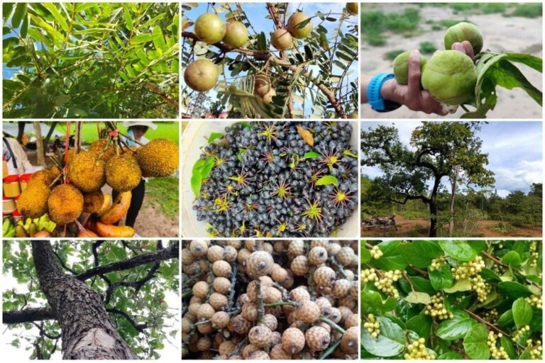 រុក្ខជាតិឪសថខ្មែរ