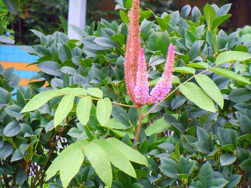 កន្ទុយកំប្រុក