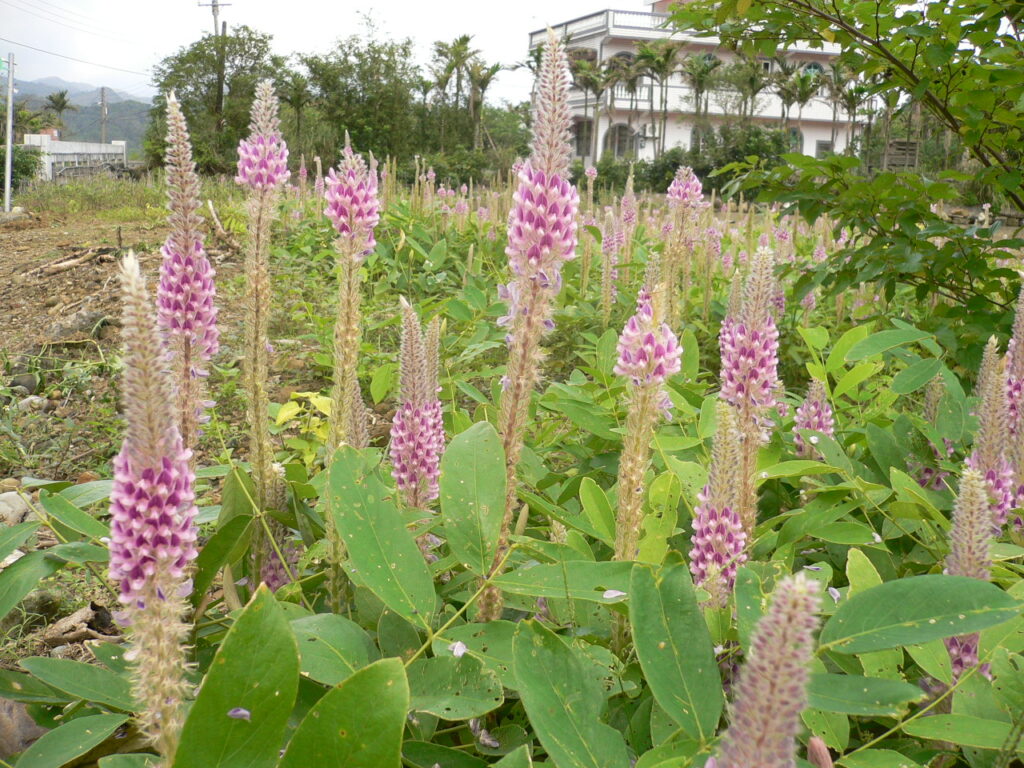 កន្ទុយកំប្រុក