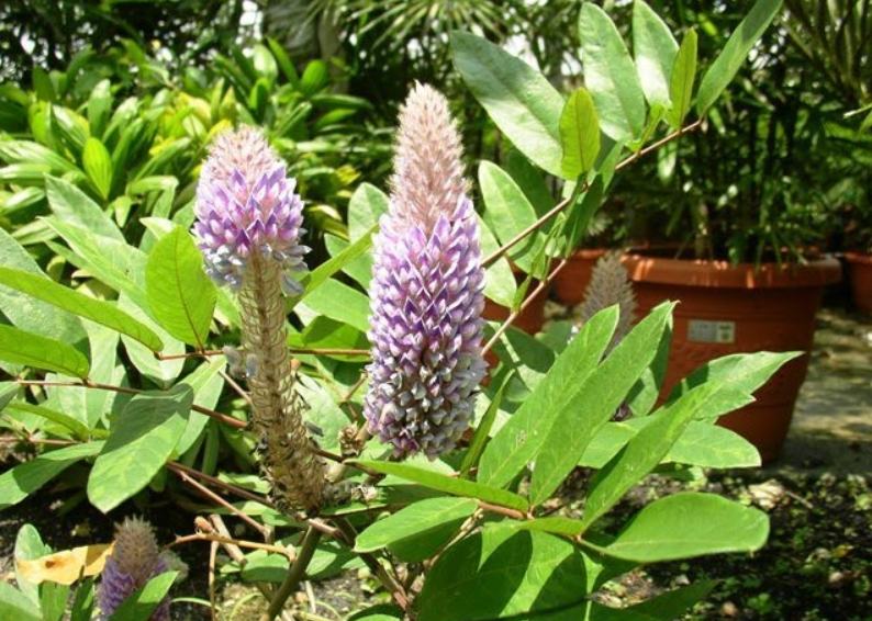 កន្ទុយកំប្រុកឬកន្ទុយក្ងោក