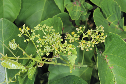 វល្លិ៍កំបោរ