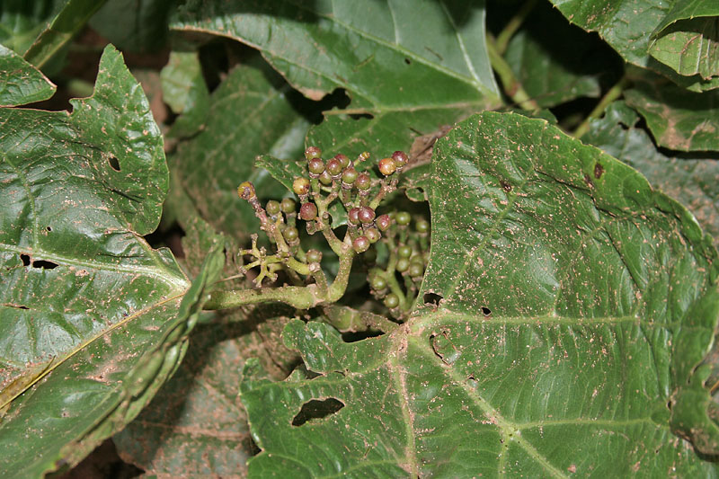 វល្លិ៍កំបោរ