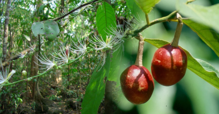 កញ្ជើបាយដាច
