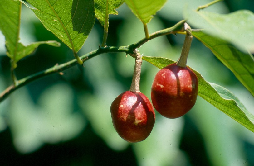 កញ្ជើបាយដាច