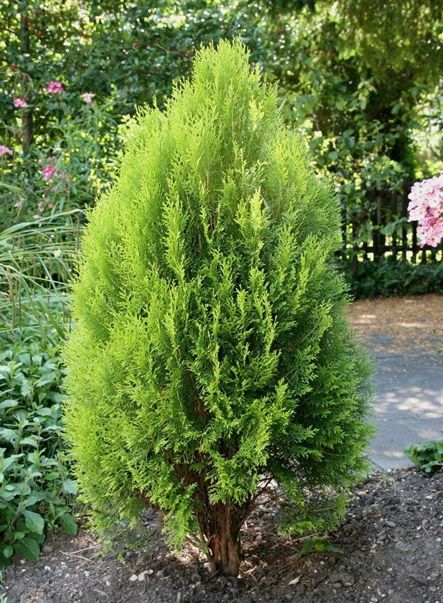 ដើមកន្ទុយដំរី