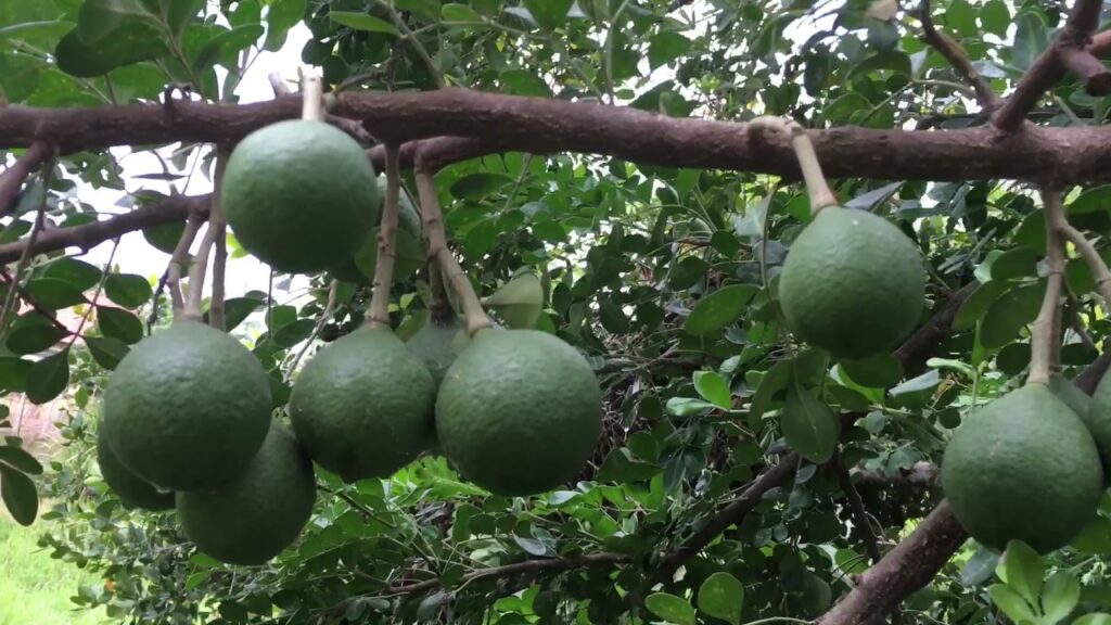 ក្រសាំង